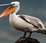 开云平台-关于鹈鹕鏖战阿根廷男篮，塔图姆绝境逆转的信息