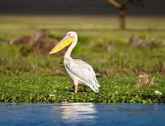 关于鹈鹕鏖战阿根廷男篮，塔图姆绝境逆转的信息